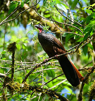 Cauca guan, Otún Quimbaya Fauna and Flora Sanctuary, Colombia A rare bird with a tiny population, but in Otún Quimbaya it can be reliably seen. It is quite large and noisy, it's just hard to get an open shot.
https://www.jungledragon.com/image/148357/cauca_guan_-_perched_otn_quimbaya_fauna_and_flora_sanctuary_colombia.html
https://www.jungledragon.com/image/148356/cauca_guan_-_side_view_otn_quimbaya_fauna_and_flora_sanctuary_colombia.html Cauca guan,Colombia,Colombia 2022,Fall,Geotagged,Otún Quimbaya Fauna and Flora Sanctuary,Penelope perspicax,South America,World