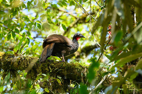 Cauca guan - side view, Ot&uacute;n Quimbaya Fauna and Flora Sanctuary, Colombia A rare bird with a tiny population, but in Ot&uacute;n Quimbaya it can be reliably seen. It is quite large and noisy, it's just hard to get an open shot.
https://www.jungledragon.com/image/148357/cauca_guan_-_perched_otn_quimbaya_fauna_and_flora_sanctuary_colombia.html
https://www.jungledragon.com/image/148355/cauca_guan_otn_quimbaya_fauna_and_flora_sanctuary_colombia.html Cauca guan,Colombia,Colombia 2022,Fall,Geotagged,Ot&uacute;n Quimbaya Fauna and Flora Sanctuary,Penelope perspicax,South America,World