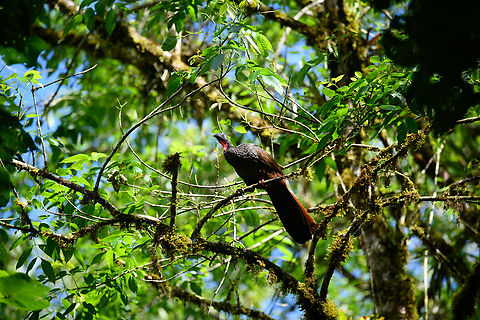 Cauca guan - perched, Ot&uacute;n Quimbaya Fauna and Flora Sanctuary, Colombia A rare bird with a tiny population, but in Ot&uacute;n Quimbaya it can be reliably seen. It is quite large and noisy, it's just hard to get an open shot.
https://www.jungledragon.com/image/148355/cauca_guan_otn_quimbaya_fauna_and_flora_sanctuary_colombia.html
https://www.jungledragon.com/image/148356/cauca_guan_-_side_view_otn_quimbaya_fauna_and_flora_sanctuary_colombia.html Cauca guan,Colombia,Colombia 2022,Fall,Geotagged,Ot&uacute;n Quimbaya Fauna and Flora Sanctuary,Penelope perspicax,South America,World
