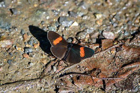 Castilia castilla, Ot&uacute;n Quimbaya Fauna and Flora Sanctuary, Colombia  Castilia castilla,Colombia,Colombia 2022,Fall,Geotagged,Ot&uacute;n Quimbaya Fauna and Flora Sanctuary,South America,World