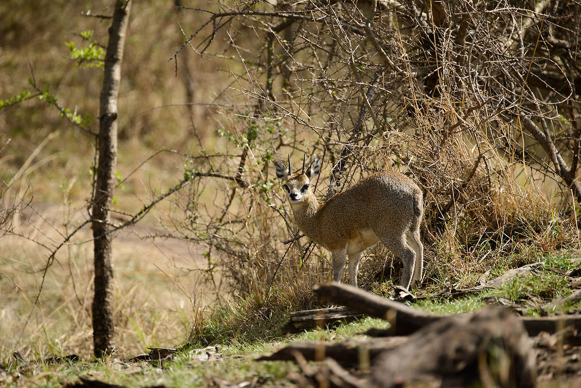 Klipspringer, Serengeti North Here&#039;s a Klipspringer far away from any rocks, found nearby our accommodation in Serengeti North. Many animals in this area have learned that the humans coming here aren&#039;t a threat. Therefore, such smart animals use the human settlement as a safe haven. For example, this Klipspringer normally has to fear big cats as well as attacks from the sky. By hanging out in and around the bushes near humans, it has to fear neither natural threat.<br />
<br />
Such is my theory and observation anyway. Africa,Klipspringer,Oreotragus oreotragus,Serengeti National Park,Serengeti North,Serengeti area,Tanzania