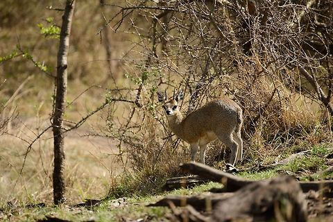 Klipspringer, Serengeti North Here's a Klipspringer far away from any rocks, found nearby our accommodation in Serengeti North. Many animals in this area have learned that the humans coming here aren't a threat. Therefore, such smart animals use the human settlement as a safe haven. For example, this Klipspringer normally has to fear big cats as well as attacks from the sky. By hanging out in and around the bushes near humans, it has to fear neither natural threat.

Such is my theory and observation anyway. Africa,Klipspringer,Oreotragus oreotragus,Serengeti National Park,Serengeti North,Serengeti area,Tanzania