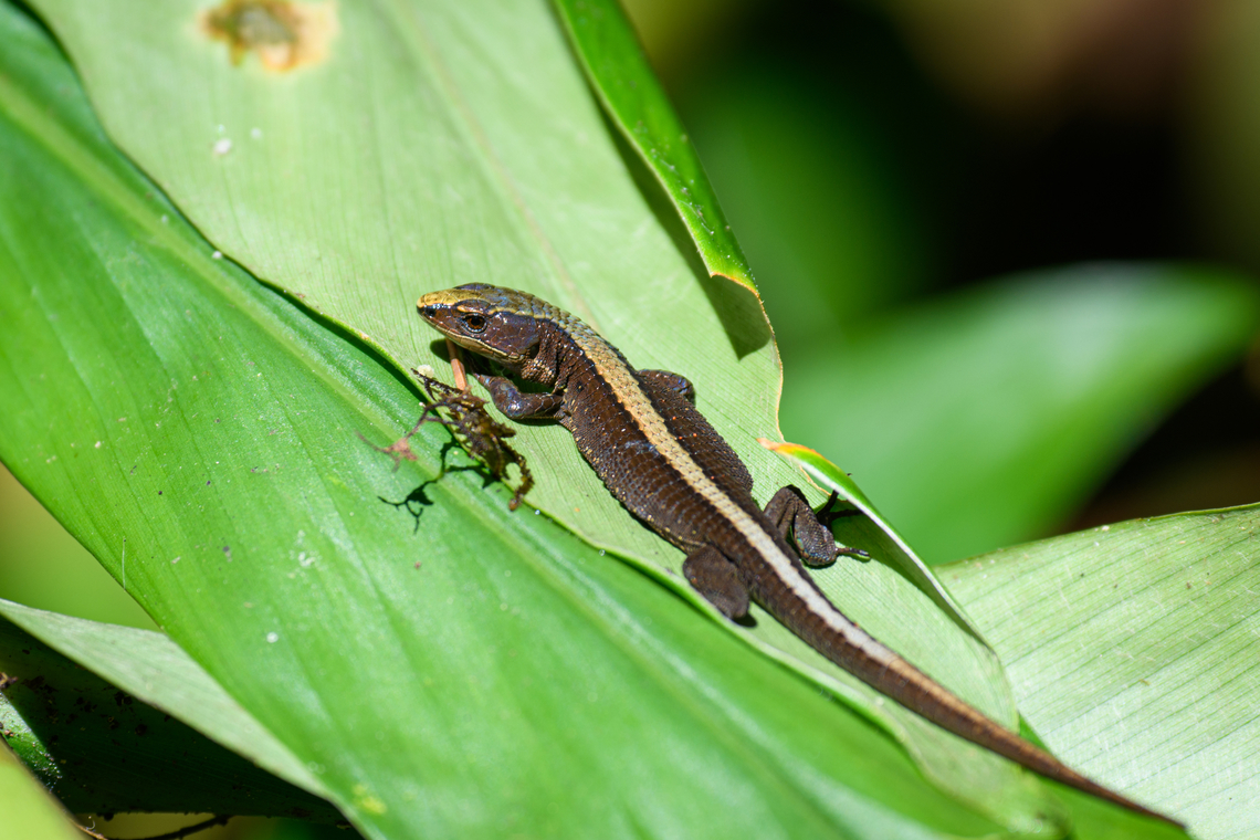 Brown Prionodactylus, Otún Quimbaya Fauna and Flora Sanctuary, Colombia  Colombia,Colombia 2022,Fall,Geotagged,Otún Quimbaya Fauna and Flora Sanctuary,Pholidobolus vertebralis,South America,World