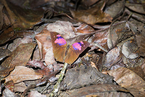 Fountainea nessus, Otún Quimbaya Fauna and Flora Sanctuary, Colombia Finally a full open display of the male. Colombia,Colombia 2022,Fall,Fountainea nessus,Geotagged,Otún Quimbaya Fauna and Flora Sanctuary,South America,Superb Leafwing,World