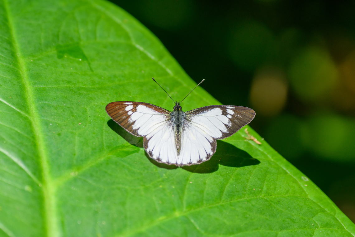 Catasticta notha, Otún Quimbaya Fauna and Flora Sanctuary, Colombia <figure class="photo"><a href="https://www.jungledragon.com/image/148363/catasticta_notha_-_side_view_otn_quimbaya_fauna_and_flora_sanctuary_colombia.html" title="Catasticta notha - side view, Ot&uacute;n Quimbaya Fauna and Flora Sanctuary, Colombia"><img src="https://s3.amazonaws.com/media.jungledragon.com/images/2/148363_thumb.jpg?AWSAccessKeyId=05GMT0V3GWVNE7GGM1R2&Expires=1763596810&Signature=jII49B5bz6wEmQ7QvWp8rhX2T3Q%3D" width="200" height="134" alt="Catasticta notha - side view, Ot&uacute;n Quimbaya Fauna and Flora Sanctuary, Colombia A poor shot but I wanted to show the dramatic difference between the outside of the wings and the inside:<br />
https://www.jungledragon.com/image/148362/catasticta_notha_otn_quimbaya_fauna_and_flora_sanctuary_colombia.html<br />
 Catasticta notha,Colombia,Colombia 2022,Fall,Geotagged,Ot&uacute;n Quimbaya Fauna and Flora Sanctuary,South America,World" /></a></figure> Catasticta notha,Colombia,Colombia 2022,Fall,Geotagged,Otún Quimbaya Fauna and Flora Sanctuary,South America,World