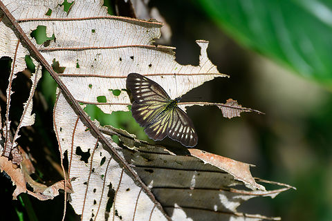 Catasticta ctemene, Ot&uacute;n Quimbaya Fauna and Flora Sanctuary, Colombia  Catasticta ctemene,Colombia,Colombia 2022,Fall,Geotagged,Ot&uacute;n Quimbaya Fauna and Flora Sanctuary,South America,World