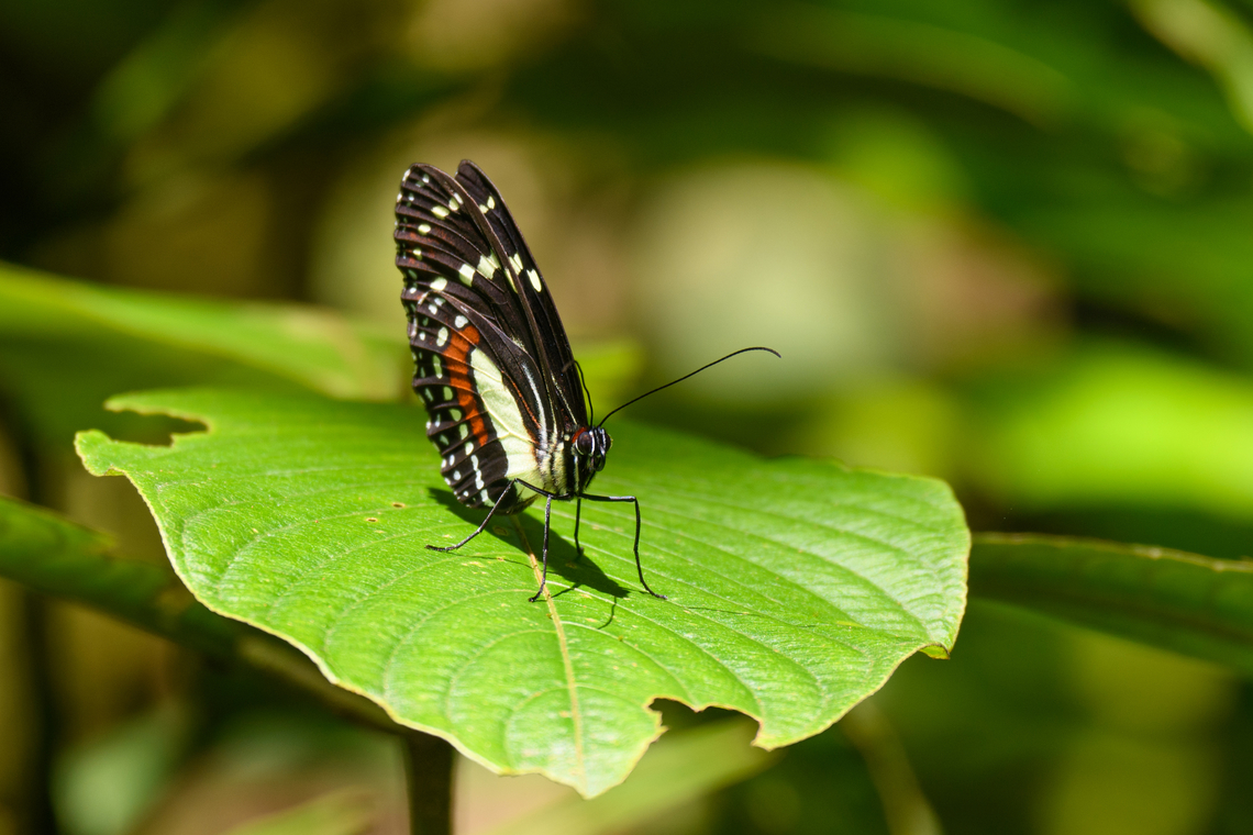 Elzunia humboldt, Otún Quimbaya Fauna and Flora Sanctuary, Colombia  Colombia,Colombia 2022,Elzunia humboldt,Fall,Geotagged,Otún Quimbaya Fauna and Flora Sanctuary,South America,World