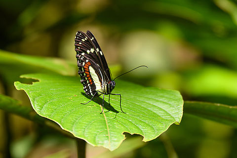 Elzunia humboldt, Ot&uacute;n Quimbaya Fauna and Flora Sanctuary, Colombia  Colombia,Colombia 2022,Elzunia humboldt,Fall,Geotagged,Ot&uacute;n Quimbaya Fauna and Flora Sanctuary,South America,World