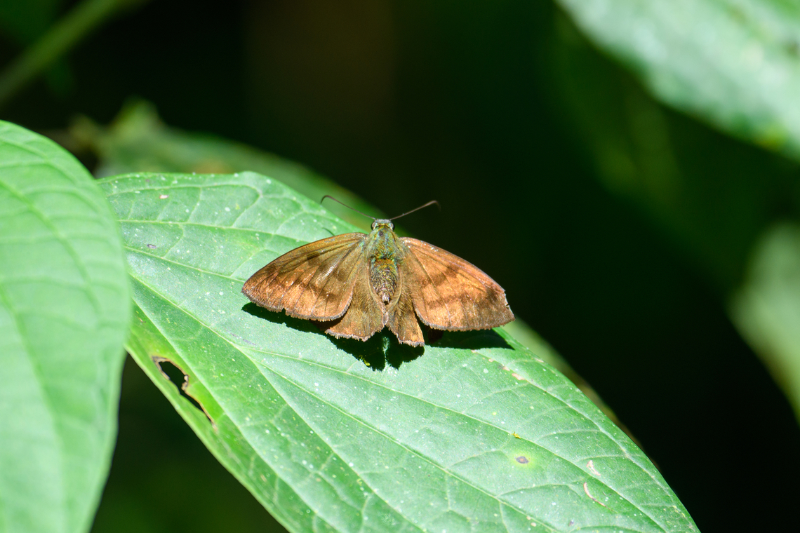 Astraptes galesus, Ot&uacute;n Quimbaya Fauna and Flora Sanctuary, Colombia  Astraptes galesus,Colombia,Colombia 2022,Fall,Geotagged,Ot&uacute;n Quimbaya Fauna and Flora Sanctuary,South America,World