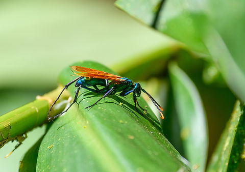 Milde's Tarantula-hawk Wasp