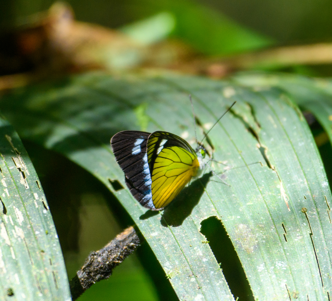 Leptophobia caesia, Ot&uacute;n Quimbaya Fauna and Flora Sanctuary, Colombia Terrible shot, but just enough features to identify it. I initially mistaken it for being a Perisama sp. Bluish white,Colombia,Colombia 2022,Fall,Geotagged,Leptophobia caesia,Ot&uacute;n Quimbaya Fauna and Flora Sanctuary,South America,World