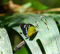 Leptophobia caesia, Otún Quimbaya Fauna and Flora Sanctuary, Colombia Terrible shot, but just enough features to identify it. I initially mistaken it for being a Perisama sp. Bluish white,Colombia,Colombia 2022,Fall,Geotagged,Leptophobia caesia,Otún Quimbaya Fauna and Flora Sanctuary,South America,World