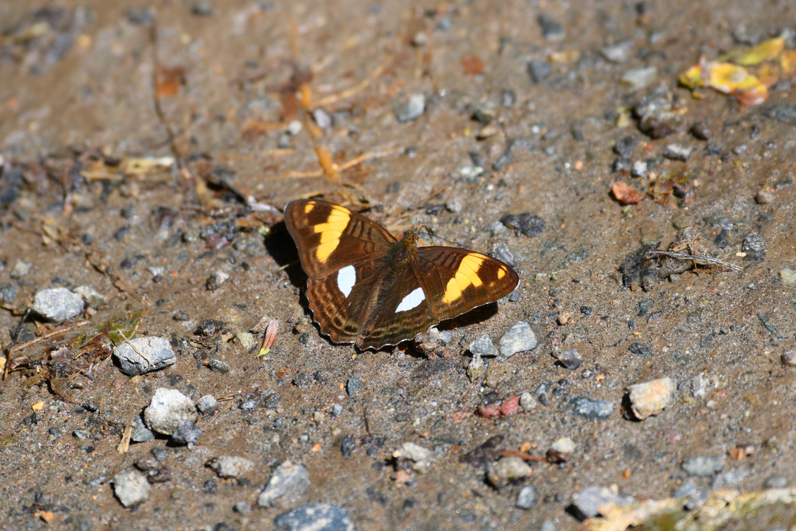 Adelpha justina, Otún Quimbaya Fauna and Flora Sanctuary, Colombia  Adelpha justina,Colombia,Colombia 2022,Fall,Geotagged,Otún Quimbaya Fauna and Flora Sanctuary,South America,World
