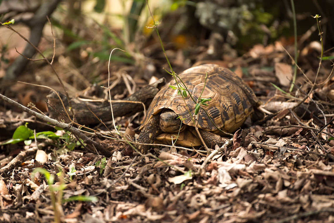 Leopard tortoise, Northern Serengeti This one likely is quite young, as it is quite small. They can become quite old, 40 to 50 years.  Africa,Leopard tortoise,Serengeti National Park,Serengeti North,Serengeti area,Stigmochelys pardalis,Tanzania