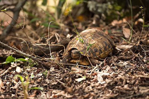 Leopard tortoise, Northern Serengeti This one likely is quite young, as it is quite small. They can become quite old, 40 to 50 years.  Africa,Leopard tortoise,Serengeti National Park,Serengeti North,Serengeti area,Stigmochelys pardalis,Tanzania