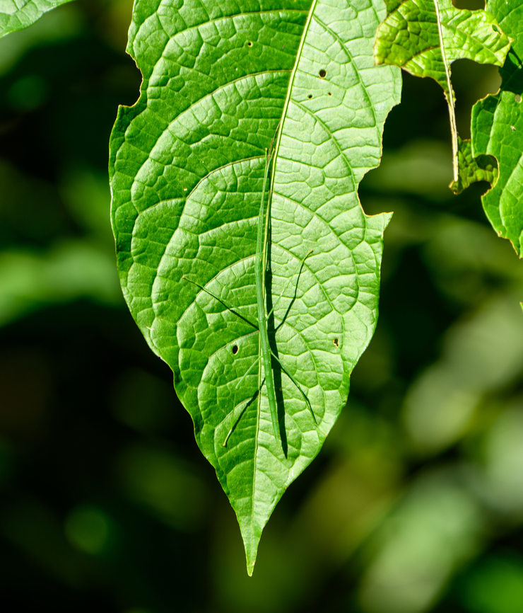 Green stick insect, Otún Quimbaya Fauna and Flora Sanctuary, Colombia  Colombia,Colombia 2022,Fall,Geotagged,Otún Quimbaya Fauna and Flora Sanctuary,South America,World