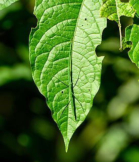 Green stick insect, Otún Quimbaya Fauna and Flora Sanctuary, Colombia  Colombia,Colombia 2022,Fall,Geotagged,Otún Quimbaya Fauna and Flora Sanctuary,South America,World