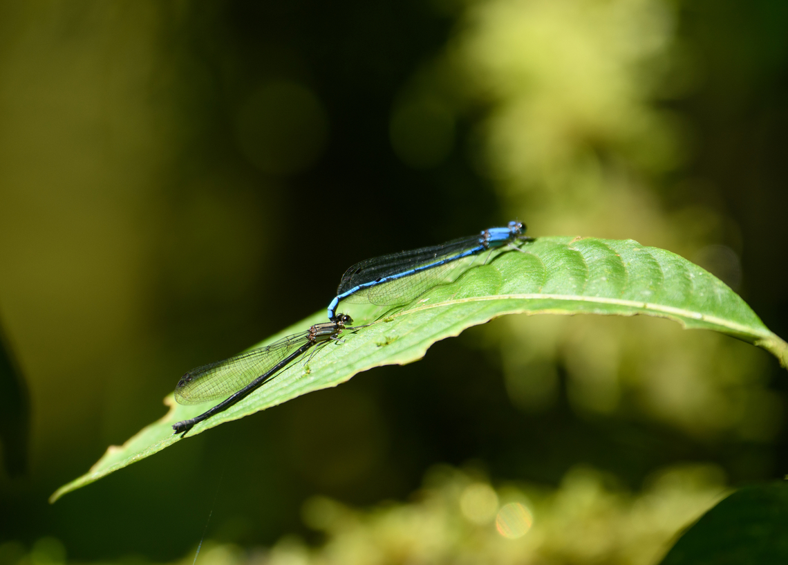 Argia medullaris mating, Quimbaya Fauna and Flora Sanctuary, Colombia  Argia medullaris,Colombia,Colombia 2022,Fall,Geotagged,Otún Quimbaya Fauna and Flora Sanctuary,Sky-blue Dancer,South America,World