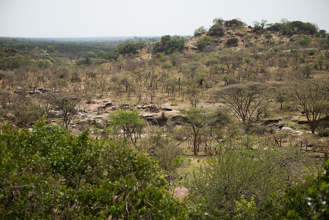 Hippopotamus hideout, Northern Serengeti A view from our accommodation in Northern Serengeti on the hippo-dominated river. When the sun sets, they actually come to the accommodation to graze, which is potentially dangerous. We were face to face with such a hippo in the night after returning from the restaurant, at only 10m away. Luckily it paid no attention to us. Africa,Hippopotamus,Hippopotamus amphibius,Serengeti National Park,Serengeti North,Serengeti area,Tanzania