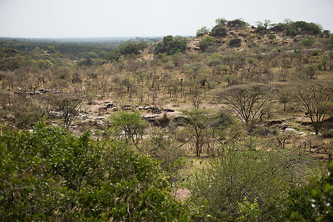 Hippopotamus hideout, Northern Serengeti A view from our accommodation in Northern Serengeti on the hippo-dominated river. When the sun sets, they actually come to the accommodation to graze, which is potentially dangerous. We were face to face with such a hippo in the night after returning from the restaurant, at only 10m away. Luckily it paid no attention to us. Africa,Hippopotamus,Hippopotamus amphibius,Serengeti National Park,Serengeti North,Serengeti area,Tanzania