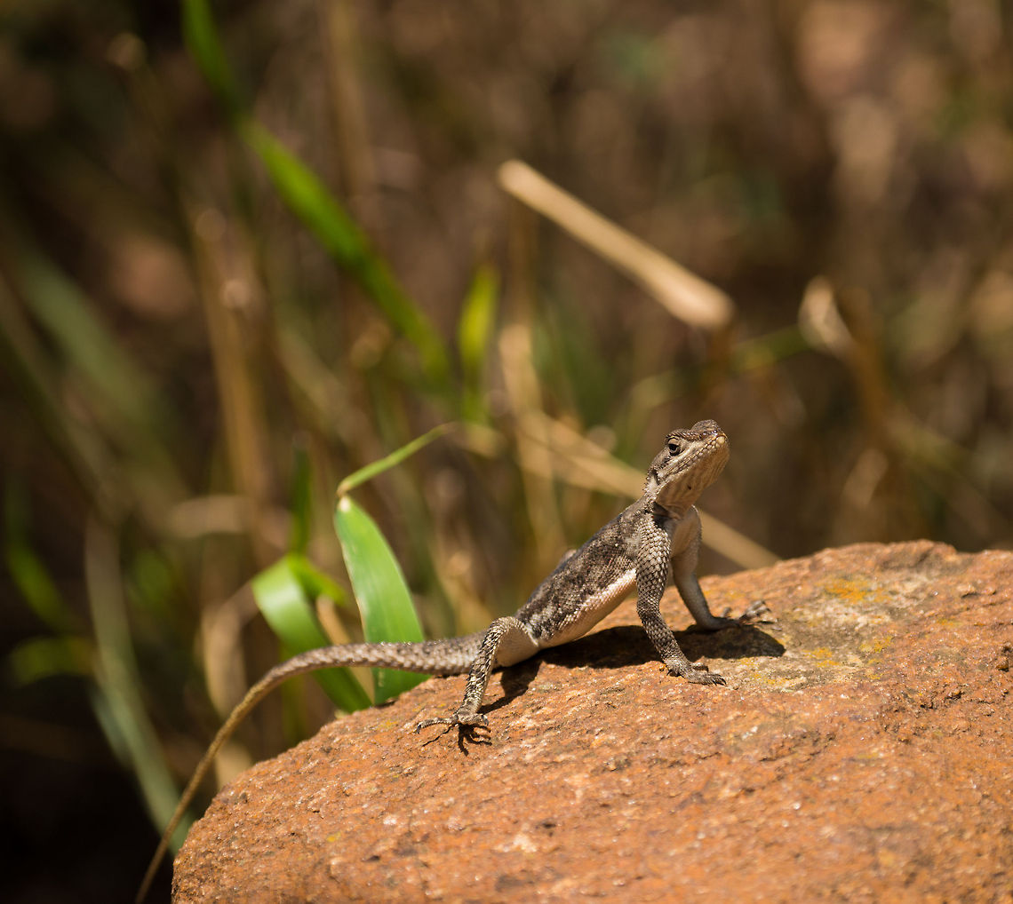 Red-headed Rock Agama (female) on ground, North Serengeti  Africa,Agama agama,Red-headed Rock Agama,Serengeti National Park,Serengeti North,Serengeti area,Tanzania