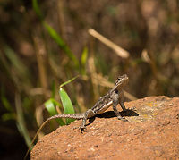 Red-headed Rock Agama (female) on ground, North Serengeti  Africa,Agama agama,Red-headed Rock Agama,Serengeti National Park,Serengeti North,Serengeti area,Tanzania