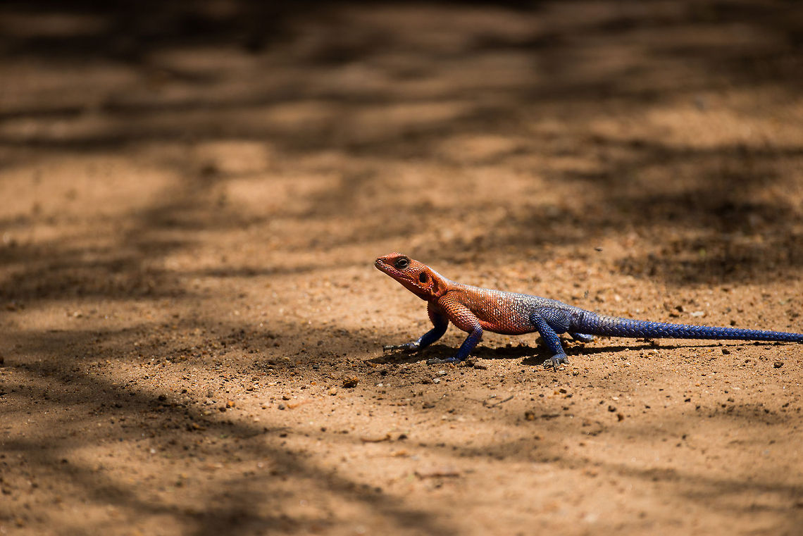 Red-headed Rock Agama (male) on ground, North Serengeti  Africa,Agama agama,Red-headed Rock Agama,Serengeti National Park,Serengeti North,Serengeti area,Tanzania