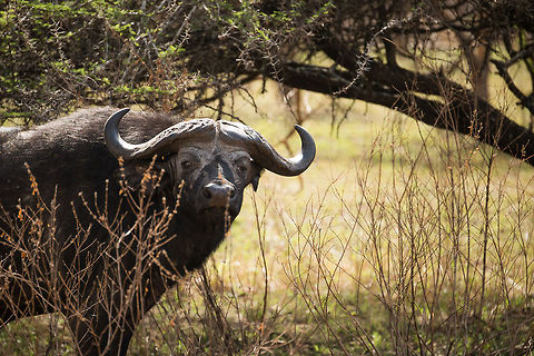 African Buffalo in our yard, Serengeti Found directly outside the back door of our lodge in Northern Serengeti. Of course it us being in his backyard, not the other way around. His stare made that point quite clear.  Africa,African buffalo,Serengeti National Park,Serengeti North,Serengeti area,Syncerus caffer,Tanzania