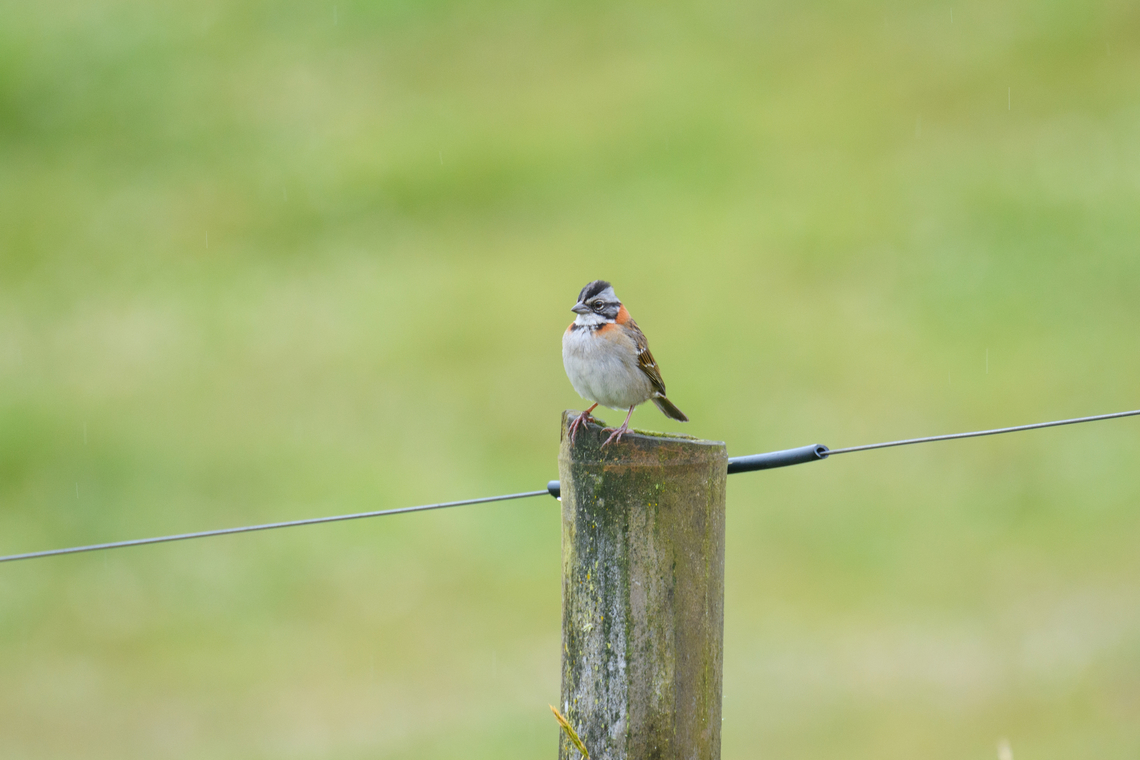 Rufous-collared sparrow, Hacienda El Bosque, Colombia  Colombia,Colombia 2022,Fall,Geotagged,Hacienda El Bosque,Rufous-collared sparrow,South America,World,Zonotrichia capensis