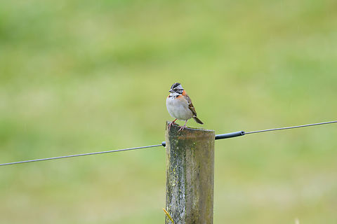 Rufous-collared sparrow, Hacienda El Bosque, Colombia  Colombia,Colombia 2022,Fall,Geotagged,Hacienda El Bosque,Rufous-collared sparrow,South America,World,Zonotrichia capensis