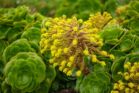 Aeonium arboreum, Hacienda El Bosque, Colombia Cultivated, introduced. Aeonium arboreum,Colombia,Colombia 2022,Fall,Geotagged,Hacienda El Bosque,South America,Tree Aeonium,World