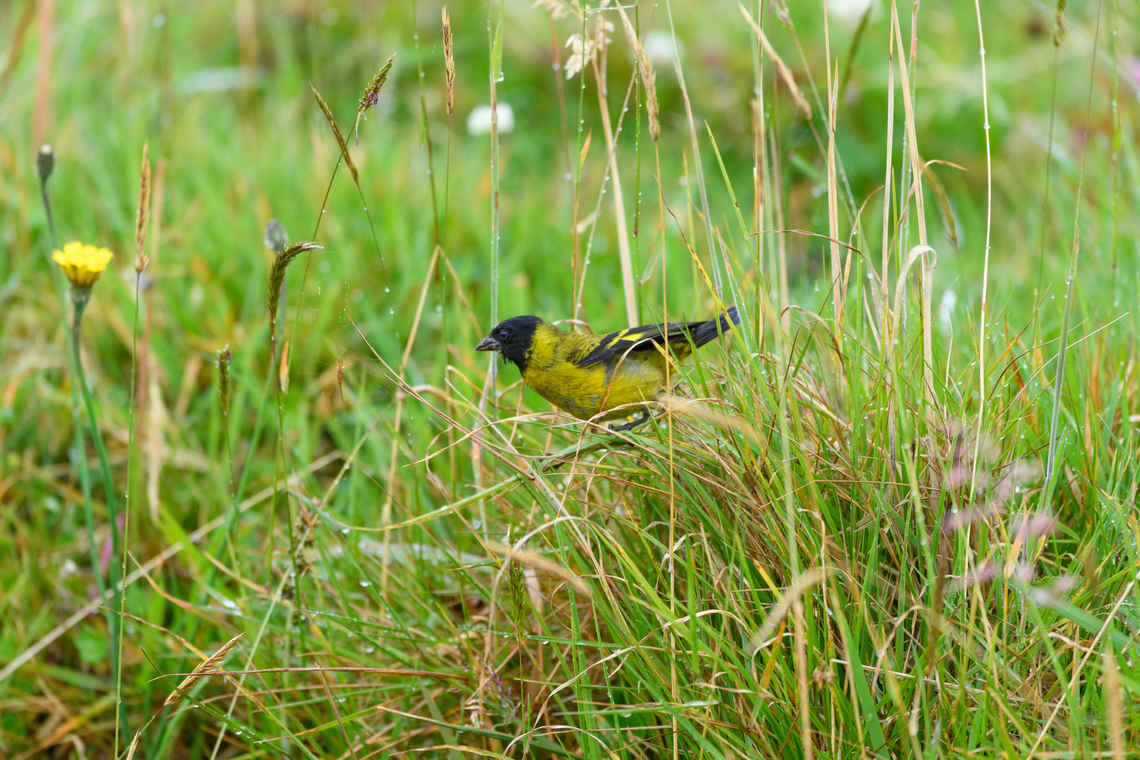 Hooded siskin, Hacienda El Bosque, Colombia Foraging in the cold wet grass. Colombia,Colombia 2022,Fall,Geotagged,Hacienda El Bosque,Hooded siskin,South America,Spinus magellanica,Spinus magellanicus,World