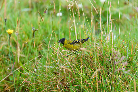 Hooded siskin, Hacienda El Bosque, Colombia Foraging in the cold wet grass. Colombia,Colombia 2022,Fall,Geotagged,Hacienda El Bosque,Hooded siskin,South America,Spinus magellanica,Spinus magellanicus,World