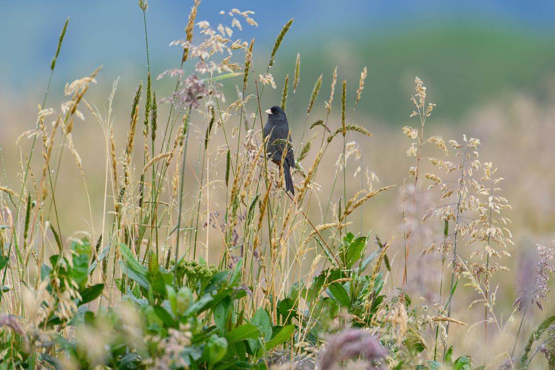 P&aacute;ramo Seedeater, Hacienda El Bosque, Colombia The male. Catamenia homochroa,Colombia,Colombia 2022,Fall,Geotagged,Hacienda El Bosque,Paramo seedeater,South America,World