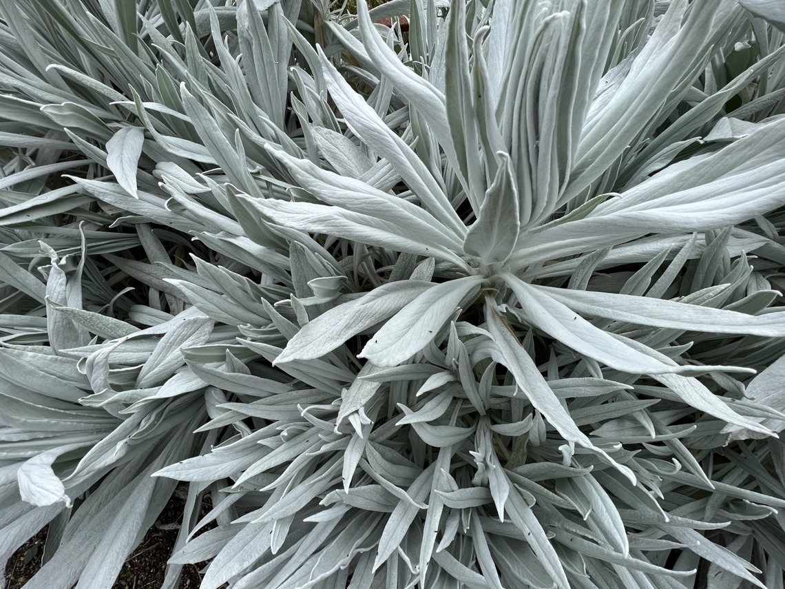 Senecio niveoaureus, Hacienda El Bosque, Colombia Spooky colorless plant. Colombia,Colombia 2022,Fall,Geotagged,Hacienda El Bosque,Senecio niveoaureus,South America,World