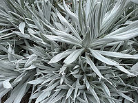 Senecio niveoaureus, Hacienda El Bosque, Colombia Spooky colorless plant. Colombia,Colombia 2022,Fall,Geotagged,Hacienda El Bosque,Senecio niveoaureus,South America,World