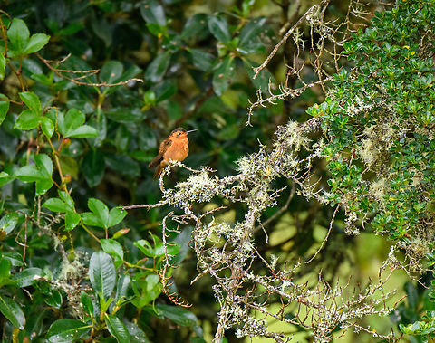Shining sunbeam, Hacienda El Bosque, Colombia Near a feeder. Better closeups coming later in the set. Aglaeactis cupripennis,Colombia,Colombia 2022,Fall,Geotagged,Hacienda El Bosque,Shining sunbeam,South America,World