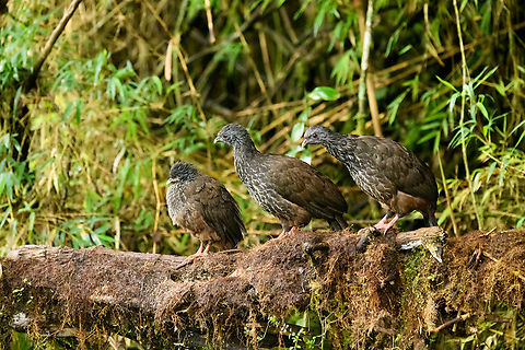 Andean Guan chicks, Hacienda El Bosque, Colombia Lined up at a feeder site. And yes, they're BIG chicks.
https://www.jungledragon.com/image/148537/andean_guan_chick_hacienda_el_bosque_colombia.html
https://www.jungledragon.com/image/148538/andean_guan_large_chick_hacienda_el_bosque_colombia.html Andean guan,Colombia,Colombia 2022,Fall,Geotagged,Hacienda El Bosque,Penelope montagnii,South America,World