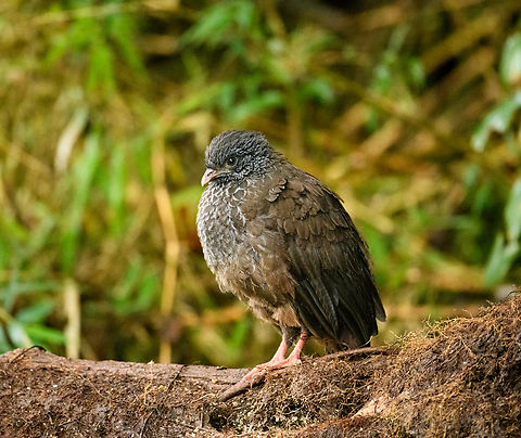 Andean Guan chick, Hacienda El Bosque, Colombia At a feeder site.
https://www.jungledragon.com/image/148536/andean_guan_chicks_hacienda_el_bosque_colombia.html
https://www.jungledragon.com/image/148538/andean_guan_large_chick_hacienda_el_bosque_colombia.html Andean guan,Colombia,Colombia 2022,Fall,Geotagged,Hacienda El Bosque,Penelope montagnii,South America,World