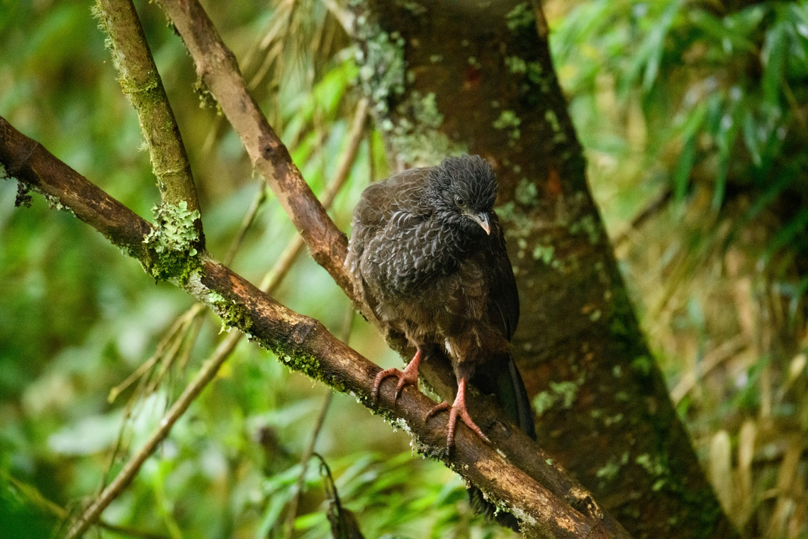 Andean Guan large chick, Hacienda El Bosque, Colombia At a feeder site.<br />
<figure class="photo"><a href="https://www.jungledragon.com/image/148536/andean_guan_chicks_hacienda_el_bosque_colombia.html" title="Andean Guan chicks, Hacienda El Bosque, Colombia"><img src="https://s3.amazonaws.com/media.jungledragon.com/images/2/148536_thumb.jpg?AWSAccessKeyId=05GMT0V3GWVNE7GGM1R2&Expires=1767225610&Signature=nJ%2FnddJ%2F8vVFLA3SjgK3aHb2h5Q%3D" width="200" height="134" alt="Andean Guan chicks, Hacienda El Bosque, Colombia Lined up at a feeder site. And yes, they&#039;re BIG chicks.<br />
https://www.jungledragon.com/image/148537/andean_guan_chick_hacienda_el_bosque_colombia.html<br />
https://www.jungledragon.com/image/148538/andean_guan_large_chick_hacienda_el_bosque_colombia.html Andean guan,Colombia,Colombia 2022,Fall,Geotagged,Hacienda El Bosque,Penelope montagnii,South America,World" /></a></figure><br />
<figure class="photo"><a href="https://www.jungledragon.com/image/148537/andean_guan_chick_hacienda_el_bosque_colombia.html" title="Andean Guan chick, Hacienda El Bosque, Colombia"><img src="https://s3.amazonaws.com/media.jungledragon.com/images/2/148537_thumb.jpg?AWSAccessKeyId=05GMT0V3GWVNE7GGM1R2&Expires=1767225610&Signature=Kgd66pZ5leganDq0zE1%2B7JLTETU%3D" width="200" height="170" alt="Andean Guan chick, Hacienda El Bosque, Colombia At a feeder site.<br />
https://www.jungledragon.com/image/148536/andean_guan_chicks_hacienda_el_bosque_colombia.html<br />
https://www.jungledragon.com/image/148538/andean_guan_large_chick_hacienda_el_bosque_colombia.html Andean guan,Colombia,Colombia 2022,Fall,Geotagged,Hacienda El Bosque,Penelope montagnii,South America,World" /></a></figure> Andean guan,Colombia,Colombia 2022,Fall,Geotagged,Hacienda El Bosque,Penelope montagnii,South America,World