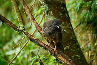 Andean Guan large chick, Hacienda El Bosque, Colombia At a feeder site.<br />
https://www.jungledragon.com/image/148536/andean_guan_chicks_hacienda_el_bosque_colombia.html<br />
https://www.jungledragon.com/image/148537/andean_guan_chick_hacienda_el_bosque_colombia.html Andean guan,Colombia,Colombia 2022,Fall,Geotagged,Hacienda El Bosque,Penelope montagnii,South America,World