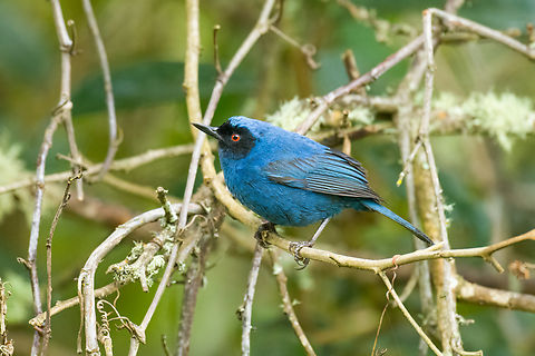 Masked flowerpiercer, Hacienda El Bosque, Colombia Near a feeder.
https://www.jungledragon.com/image/148585/masked_flowerpiercer_-_closeup_hacienda_el_bosque_colombia.html Colombia,Colombia 2022,Diglossopis cyanea,Fall,Geotagged,Hacienda El Bosque,Masked flowerpiercer,South America,World