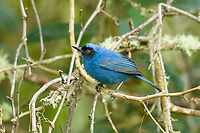 Masked flowerpiercer, Hacienda El Bosque, Colombia Near a feeder.<br />
https://www.jungledragon.com/image/148585/masked_flowerpiercer_-_closeup_hacienda_el_bosque_colombia.html Colombia,Colombia 2022,Diglossopis cyanea,Fall,Geotagged,Hacienda El Bosque,Masked flowerpiercer,South America,World