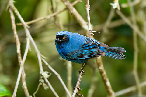 Masked flowerpiercer - closeup, Hacienda El Bosque, Colombia Near a feeder.
https://www.jungledragon.com/image/148584/masked_flowerpiercer_hacienda_el_bosque_colombia.html Colombia,Colombia 2022,Diglossopis cyanea,Fall,Geotagged,Hacienda El Bosque,Masked flowerpiercer,South America,World