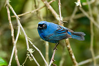 Masked flowerpiercer - closeup, Hacienda El Bosque, Colombia Near a feeder.<br />
https://www.jungledragon.com/image/148584/masked_flowerpiercer_hacienda_el_bosque_colombia.html Colombia,Colombia 2022,Diglossopis cyanea,Fall,Geotagged,Hacienda El Bosque,Masked flowerpiercer,South America,World