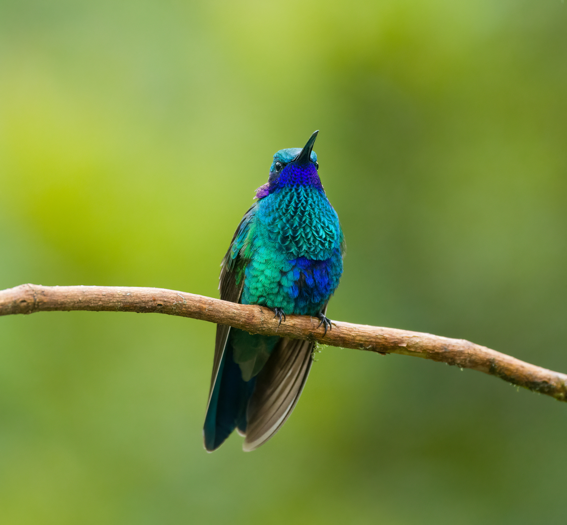 Sparkling violetear, Hacienda El Bosque, Colombia Sparkling: yes.<br />
Violet-ear: yes. Colibri coruscans,Colombia,Colombia 2022,Fall,Geotagged,Hacienda El Bosque,South America,Sparkling violetear,World