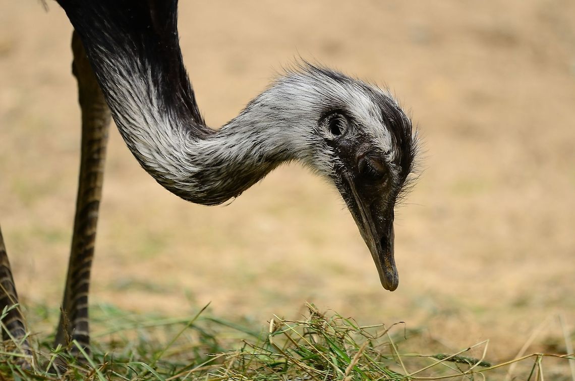Nandoe (Rhea americana) A Nandoe takes a very deep bow. Birds,Flightless birds,Rhea Americana,Rhenen Zoo,Zoo