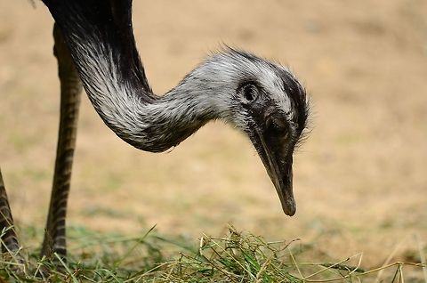 Nandoe (Rhea americana) A Nandoe takes a very deep bow. Birds,Flightless birds,Rhea Americana,Rhenen Zoo,Zoo