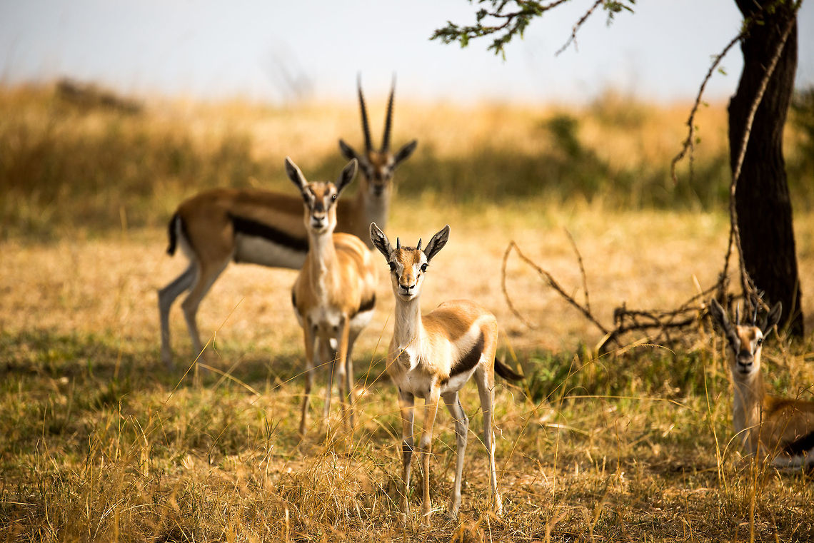 Tommys impressed by photographer, Northern Serengeti  Africa,Eudorcas thomsonii,Serengeti National Park,Serengeti North,Serengeti area,Tanzania,Thomsons gazelle