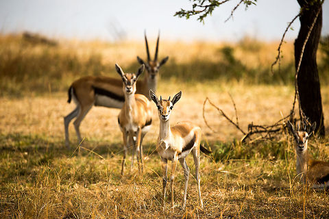 Tommys impressed by photographer, Northern Serengeti  Africa,Eudorcas thomsonii,Serengeti National Park,Serengeti North,Serengeti area,Tanzania,Thomsons gazelle